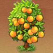 全民小镇柳橙树