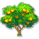 全民农场橙子树