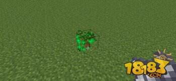 我的世界丛林木与深色橡木种植攻略