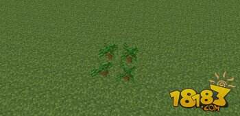 我的世界丛林木与深色橡木种植攻略