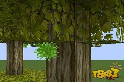 我的世界枫树Mod野外植物详细介绍