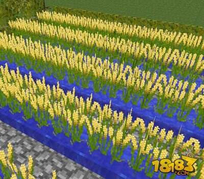 我的世界枫树Mod农作物详细介绍