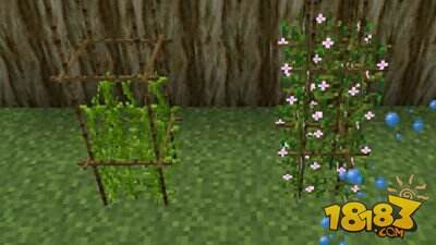 我的世界枫树Mod农作物详细介绍