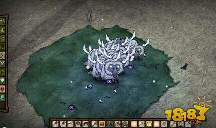 饥荒养牛圈起来打墙是什么原因