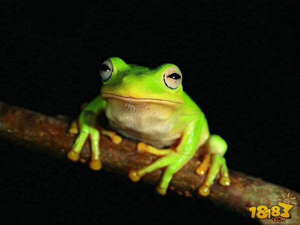 阴阳师青蛙瓷器信物线索怎么找 青蛙图片扫描