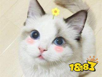 猫咪看片软件官网_猫咪软件下载破_猫咪群发软件