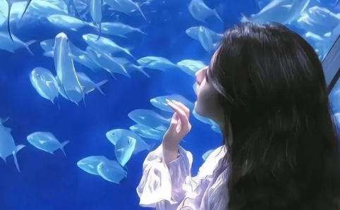 momo陌陌直播助手官网