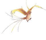 魔域口袋版相思鸟