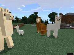 PE版1.1纯净生存16 羊驼群