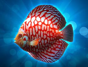 钓鱼王者第三关鱼鉴介绍 升钟湖图文通关攻略