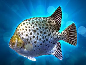 钓鱼王者第五关鱼鉴介绍 鄱阳湖过关攻略解说