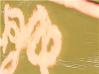 【狄仁杰封神榜】消极游戏别嚣张 一朝禁赛就凉凉