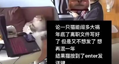 猫：信我一次！女子犹豫是否辞职，小猫突然出现按下辞职报告发送键！