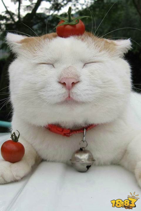 猫叔是来自日本乡下的一只超级明星猫,由于它的萌态很受网友