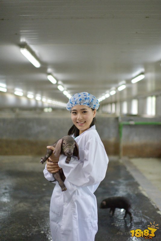 美女岛主揭秘真实《网易农场》 网易萌猪五年首度曝光