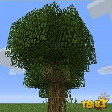 植树光荣 我的世界大橡树种植方法一览