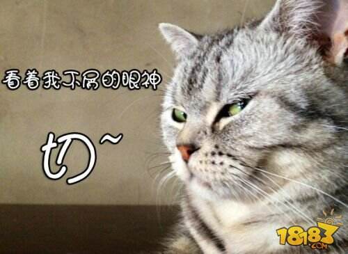 主喵公惨遭抢戏 《汤姆猫跑酷》新版本变革趣谈