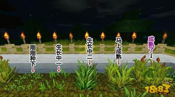 迷你世界小麦怎么获得 种植小麦方法