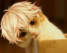 姐妹们男人都是骗子 恋与表情包收集第一弹