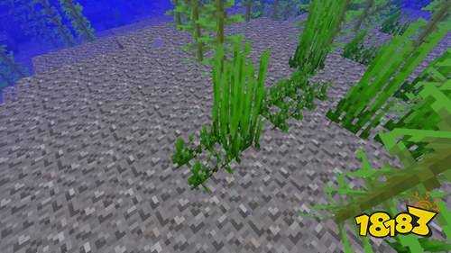 我的世界海草怎么种 海草种植方法攻略