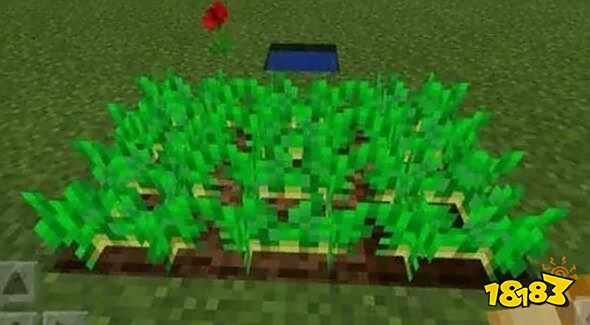 我的世界七大农田作物介绍 作物让你丰衣足食