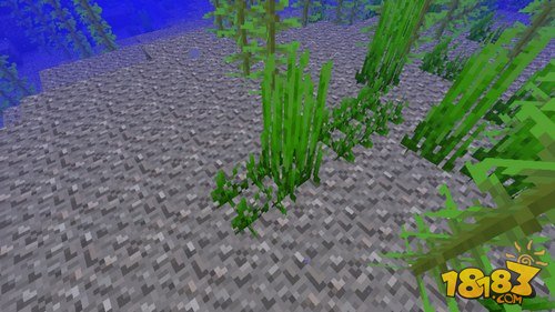 我的世界海草怎么种