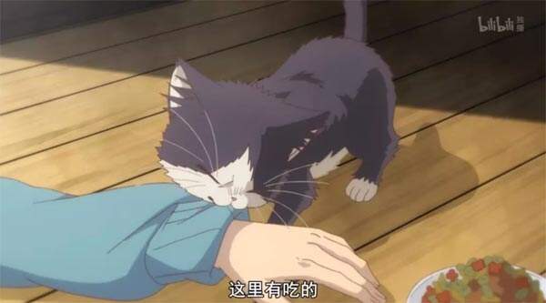 推新番:「同居人是猫」你永远不知道猫在想什么?