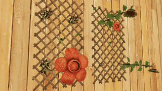 明日之后自然风家具什么样 自然风家具图文一览