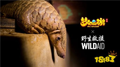 《梦幻西游》携手WildAid打造野生动物保护新玩法