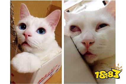 抖音短视频优质内容制作攻略及上热门技巧