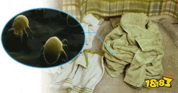 床上喷喷它让千万螨虫集体自杀比太阳暴晒强10000倍