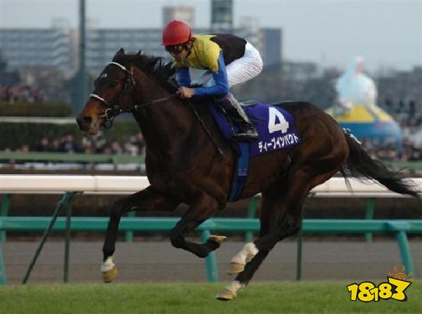 赛马娘的火热 正唤醒人们对退役赛马关注