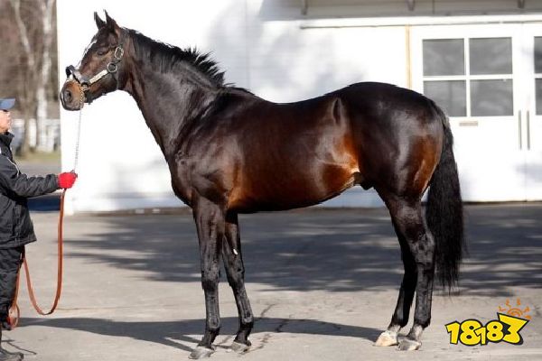 赛马娘的火热 正唤醒人们对退役赛马关注