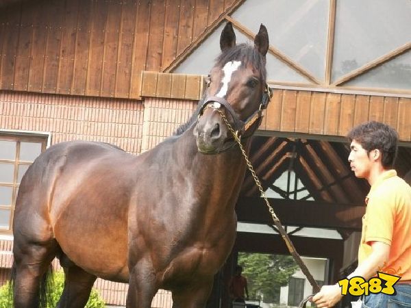 赛马娘的火热 正唤醒人们对退役赛马关注