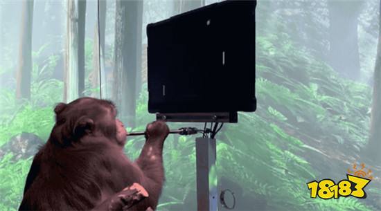 马斯克脑机接口最新突破：猴子用意念玩游戏