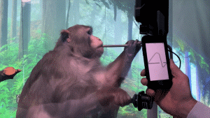 马斯克脑机接口最新突破：猴子用意念玩游戏