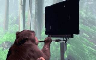 马斯克脑机接口最新突破:猴子用意念玩游戏