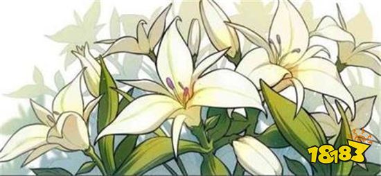 原神塞西莉亚花如何快速获得 塞西莉亚花快速获得方法