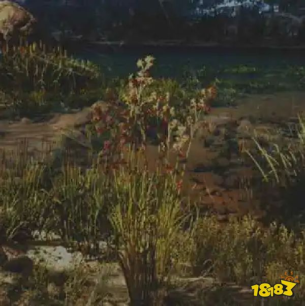 往日不再款冬药草收集点与地图