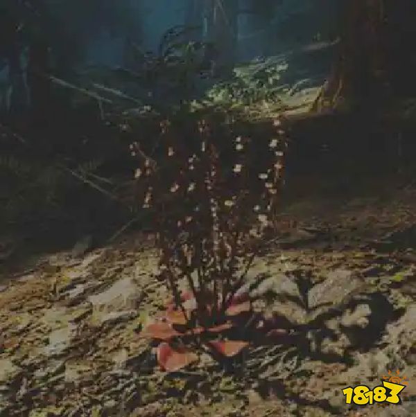 往日不再酸浆菜药草收集点与地图