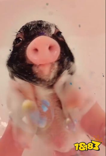 经过铲屎官一番"精心忽悠",小元宝也成了沉浸在泡泡浴里的小香猪