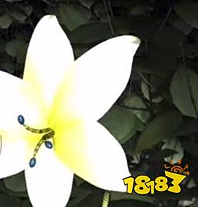 孙美琪疑案梵淨小百花在哪里 四级线索蓝色花蕊位置图文攻略