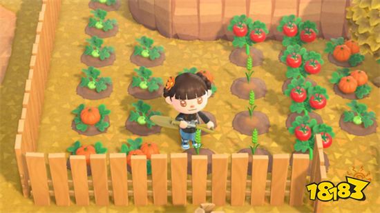 动物森友会小麦怎么获得