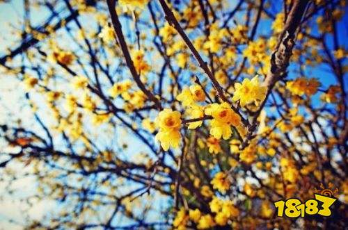 梅花的古诗有哪些 描写梅花的古诗(精选)