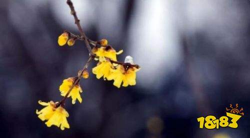 梅花的古诗有哪些 描写梅花的古诗(精选)