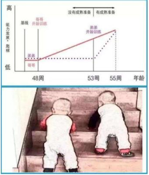 格赛尔同卵双生子爬楼梯实验介绍