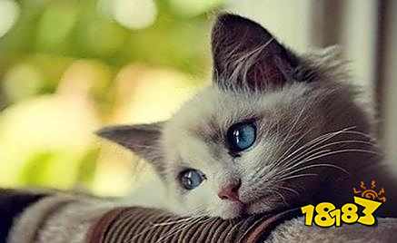 考研紧张焦虑睡不着怎么办 研究生考试心理调整技巧