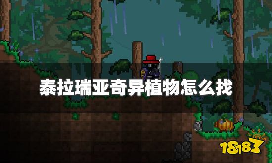 泰拉瑞亚奇异植物怎么找 奇异植物快速找到方法