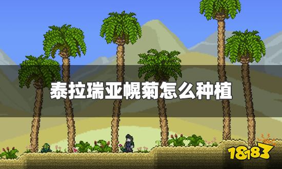 泰拉瑞亚幌菊怎么种植 幌菊种植方法分享