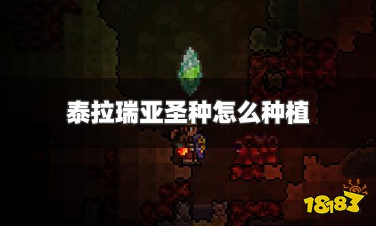 泰拉瑞亚圣种怎么种植 圣种种植方法介绍